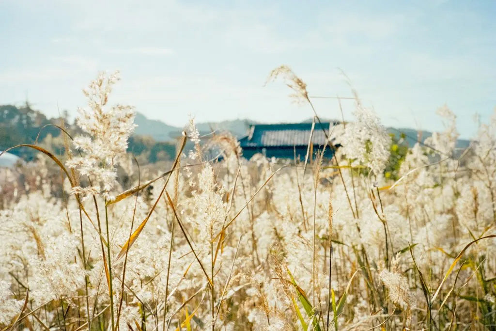 A Whisper of Winter, the Warmth of Home