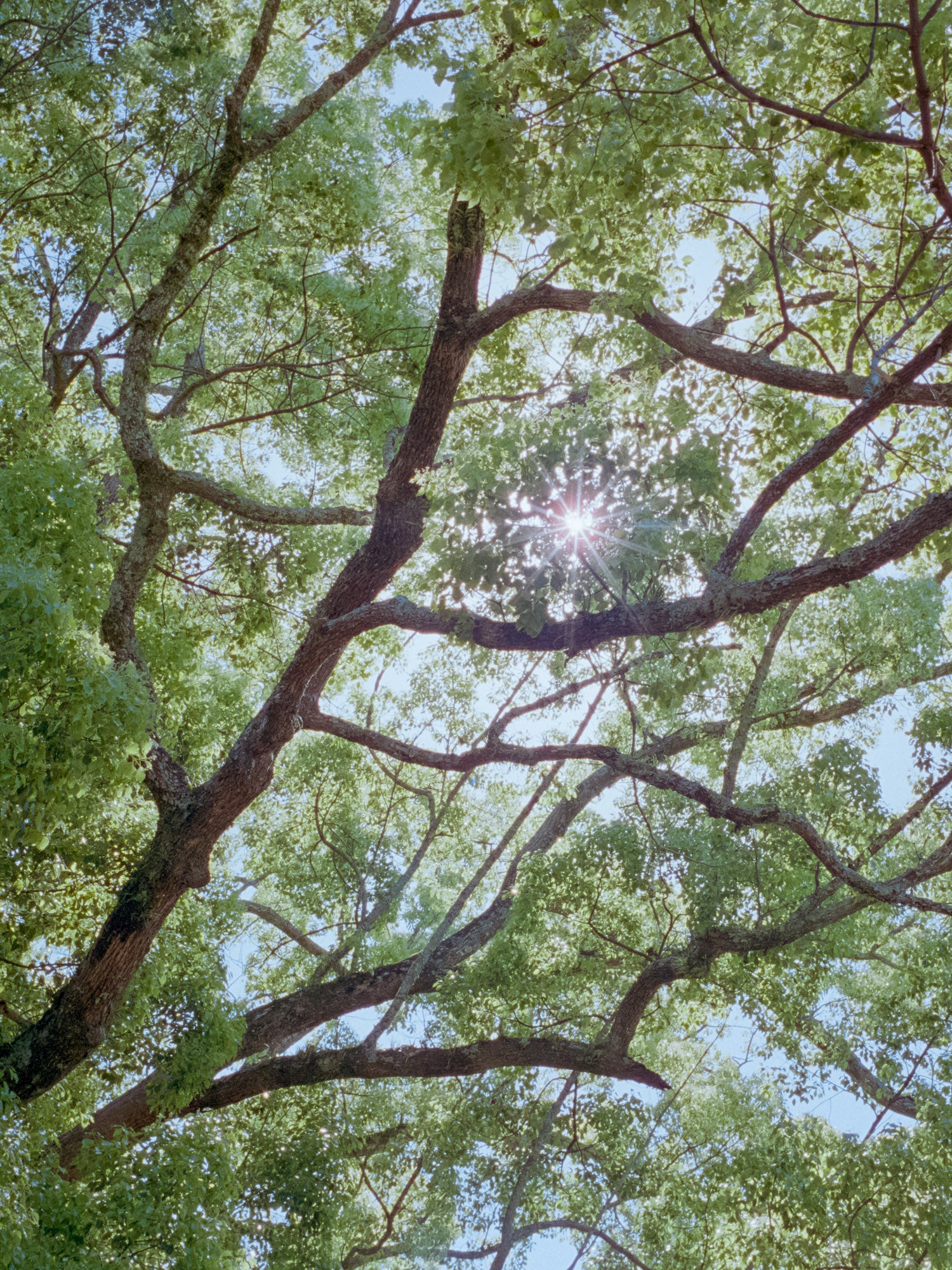 Tennen Incense - Kusunoki (Camphor)