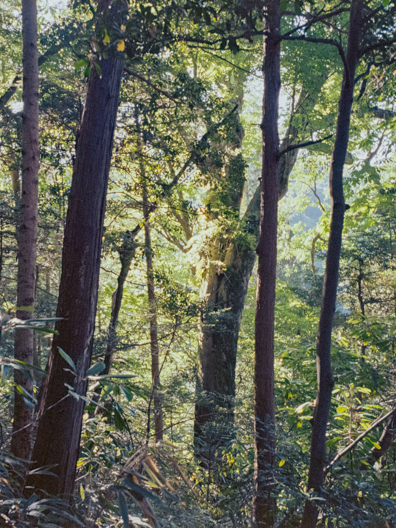 Tennen Incense - Aomori Hiba (Cypress)