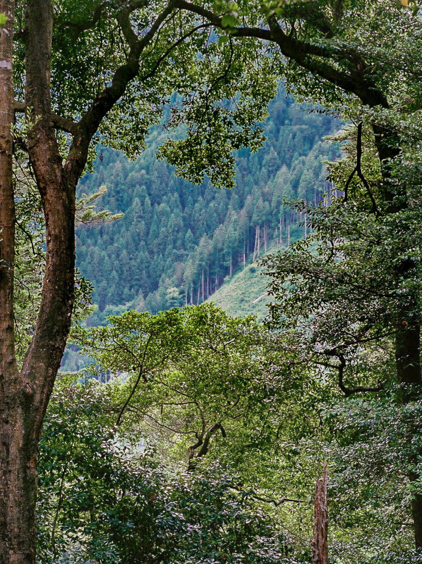 Tennen Incense - Kitayama Sugi (Cedar)