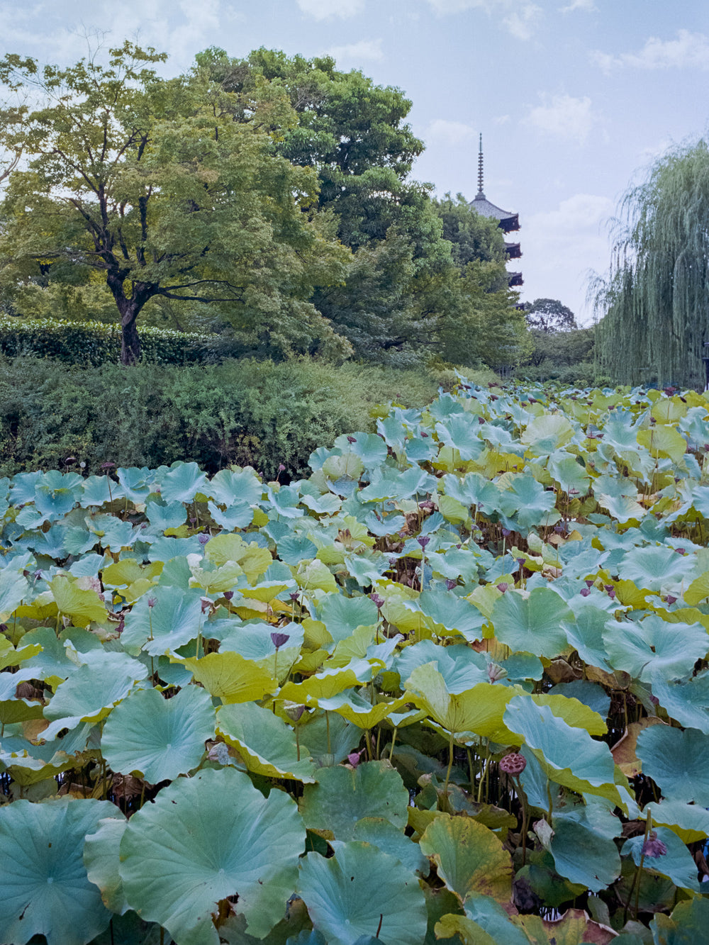 Kungyokudo Incense – Mimuroto Lotus